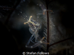 Balancing Act ... Black and Silver Cuapetes Shrimp - Cuap... by Stefan Follows 